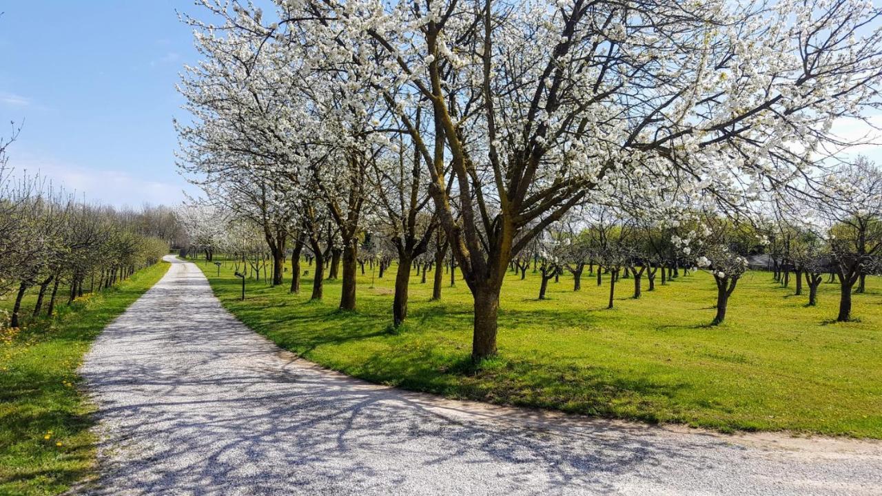 Agriturismo Borgo Borromeo Villa Rubano Buitenkant foto